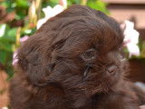 Chiots Shih-Tzu chocolat à vendre