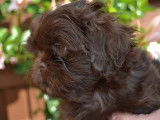 Chiots Shih-Tzu chocolat à vendre