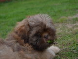 Chiots Shih-Tzu chocolat à vendre