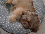 Chiots Shih-Tzu chocolat à vendre