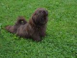 Chiots Shih-Tzu chocolat à vendre