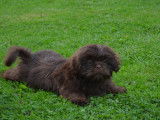 Chiots Shih-Tzu chocolat à vendre