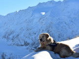 Recherche femelle Golden Retriever pour saillie
