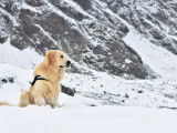 Recherche femelle Golden Retriever pour saillie