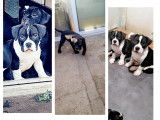 Superbes chiots American Bully pocket à vendre