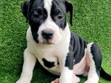 Superbes chiots American Bully pocket à vendre