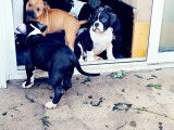 Superbes chiots American Bully pocket à vendre