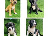 Superbes chiots American Bully pocket à vendre