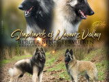 Chiots Berger Belge Tervueren à vendre