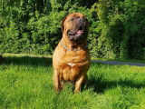 Dogue de Bordeaux disponible pour saillie
