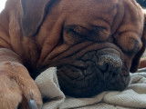 Dogue de Bordeaux disponible pour saillie