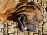 Dogue de Bordeaux disponible pour saillie