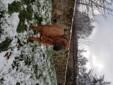 Dogue de Bordeaux disponible pour saillie