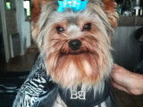 Yorkshire Terrier disponible pour saillie