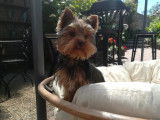 Yorkshire Terrier disponible pour saillie