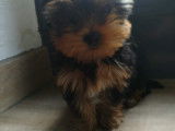 Yorkshire Terrier disponible pour saillie
