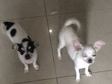 1 mini Chihuahua bicolores &agrave; vendre