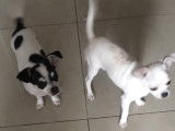 1 mini Chihuahua bicolores &agrave; vendre