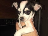 1 mini Chihuahua bicolores &agrave; vendre