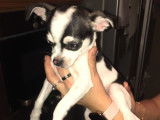 1 mini Chihuahua bicolores &agrave; vendre
