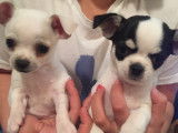 1 mini Chihuahua bicolores &agrave; vendre