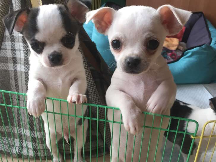 1 mini Chihuahua bicolores à vendre