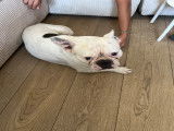 Bouledogue Français de 3 ans pour saillie