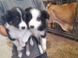 Chiots Border collie à vendre