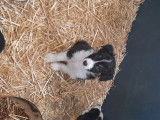Chiots Border collie à vendre