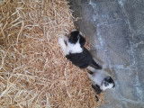 Chiots Border collie à vendre