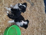Chiots Border collie à vendre