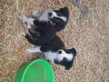 Chiots Border collie à vendre