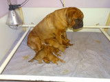 Chiots de race Dogue de Bordeaux à vendre (3 femelles & 4 mâles)