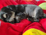 Chiot Chien Chinois à Crête à vendre