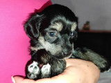 Chiot Chien Chinois à Crête à vendre