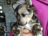 Chiot Chien Chinois à Crête à vendre