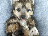 Chiot Chien Chinois à Crête à vendre