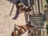 Chiots Berger Belge Malinois LOF à vendre