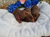 3 chiots Labradors femelles LOF chocolat à réserver