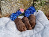 3 chiots Labradors femelles LOF chocolat à réserver