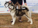 Chiots Alaskan Malamute à vendre