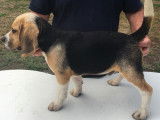 Chiots Beagle LOF à vendre