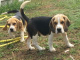 Chiots Beagle LOF à vendre