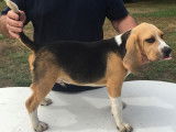Chiots Beagle LOF à vendre
