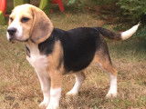 Chiots Beagle LOF à vendre