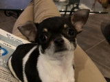 1 chiot femelle Chihuahua non LOF noir et blanc disponible &agrave; l'achat