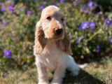 Des chiots Cockers Anglais non LOF &agrave; acheter