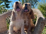 Des chiots Cockers Anglais non LOF &agrave; acheter