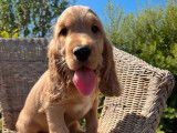 Des chiots Cockers Anglais non LOF &agrave; acheter