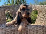 Des chiots Cockers Anglais non LOF &agrave; acheter